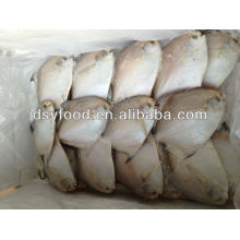 Frozen Silvery Pomfret Fish